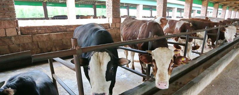 牛的四个胃分别是什么