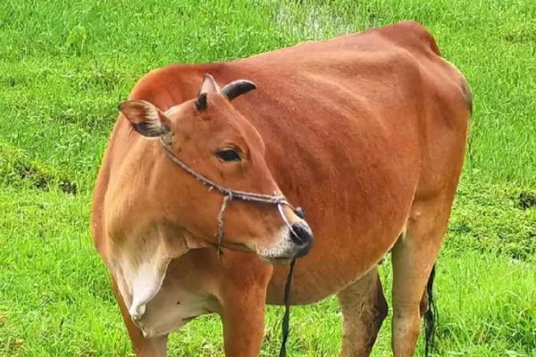 牛的四个胃分别是什么，分别为瘤胃、蜂巢胃、重瓣胃和皱胃