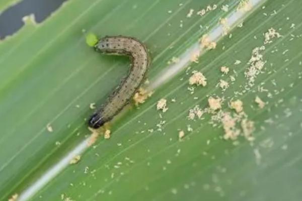 如何限制草地贪夜蛾的数量，可采取诱杀、生物防治、化学防治等多种手段