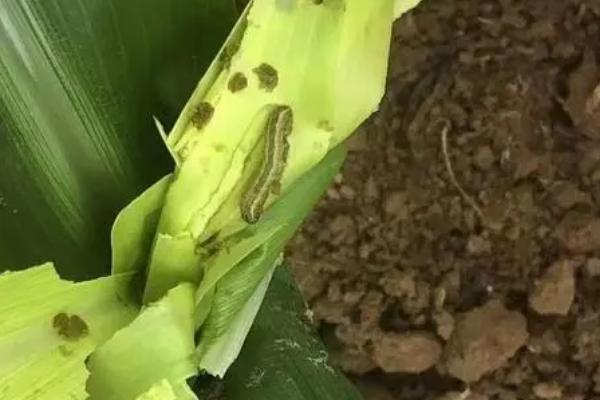 如何限制草地贪夜蛾的数量，可采取诱杀、生物防治、化学防治等多种手段