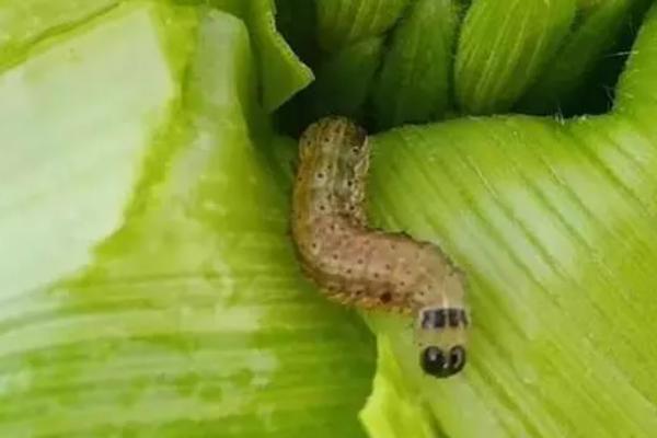 如何限制草地贪夜蛾的数量，可采取诱杀、生物防治、化学防治等多种手段