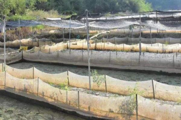 牛蛙怎么养殖，不同规格的成蛙要分开饲养