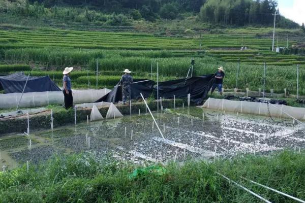 牛蛙怎么养殖，不同规格的成蛙要分开饲养