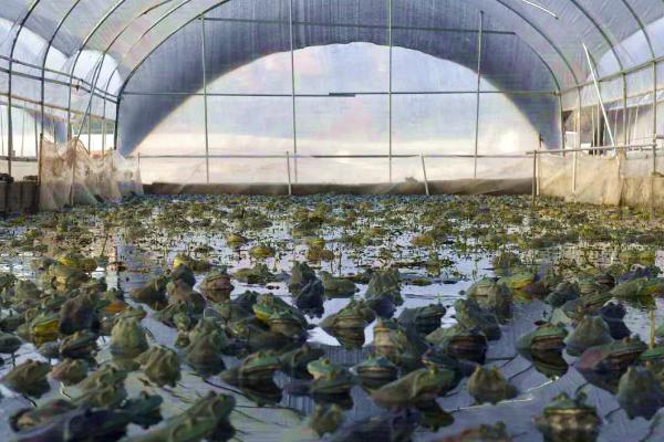 牛蛙怎么养殖，不同规格的成蛙要分开饲养