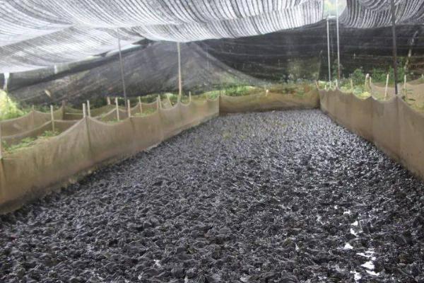 牛蛙怎么养殖，不同规格的成蛙要分开饲养