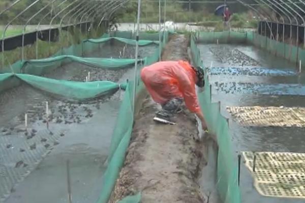 牛蛙怎么养殖，不同规格的成蛙要分开饲养