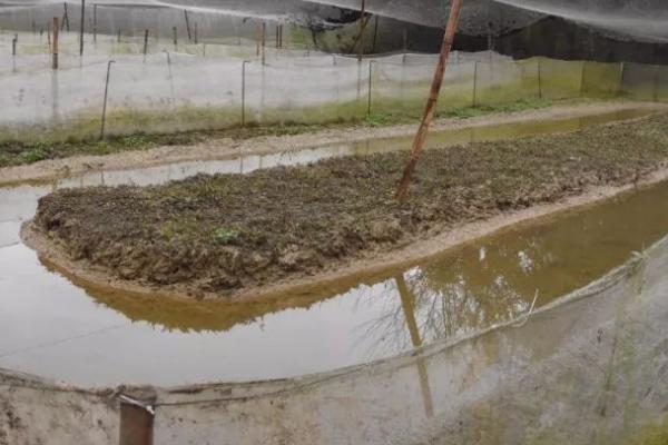 牛蛙怎么养殖，不同规格的成蛙要分开饲养