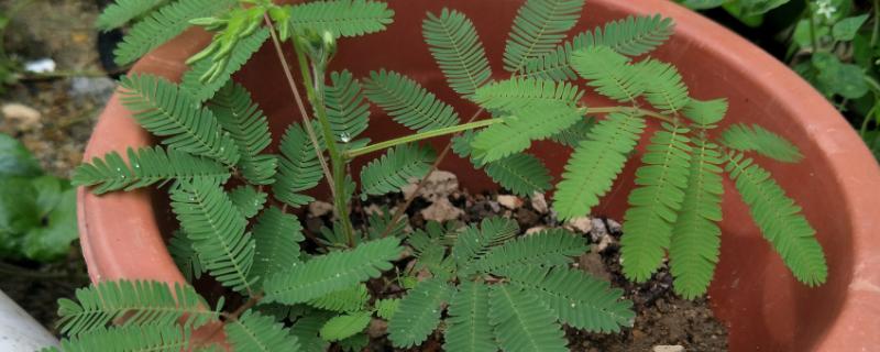 含羞草怎么施肥