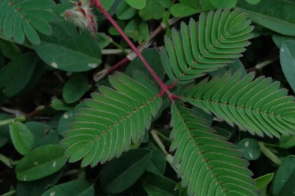 含羞草怎么施肥，每隔10天左右浇施腐熟稀薄液肥