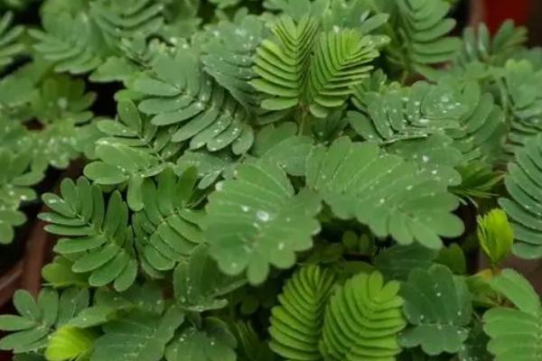 含羞草怎么施肥，每隔10天左右浇施腐熟稀薄液肥