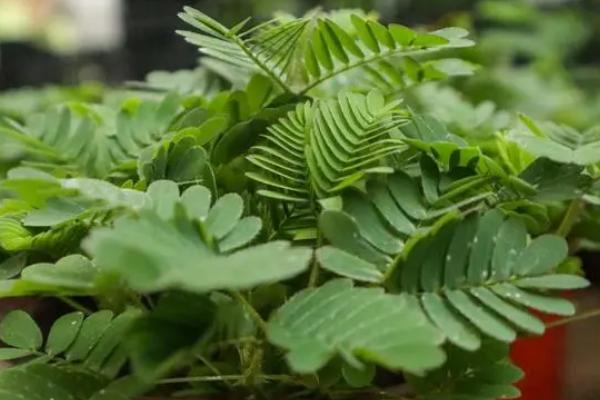 含羞草怎么施肥，每隔10天左右浇施腐熟稀薄液肥