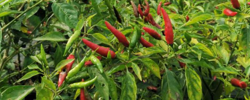 海椒的种植要点