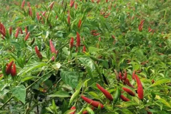 海椒的种植要点，下雨时要做好通风工作