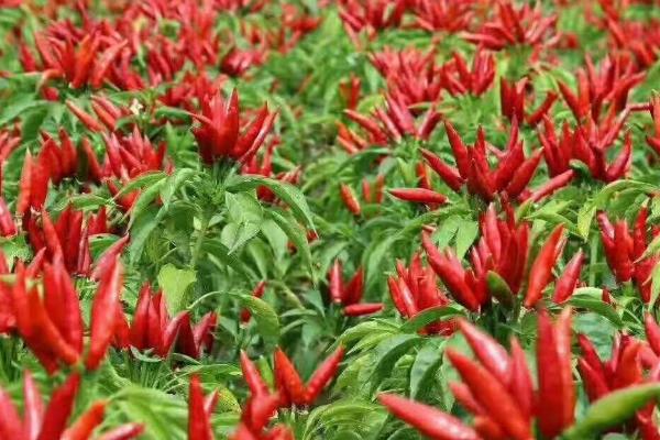 海椒的种植要点，下雨时要做好通风工作