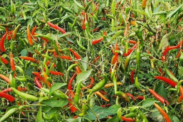 海椒的种植要点，下雨时要做好通风工作