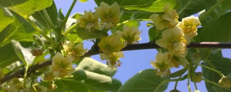 猕猴桃花果期的管理技术