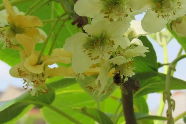 猕猴桃花果期的管理技术，做好疏蕾、疏花和疏果工作