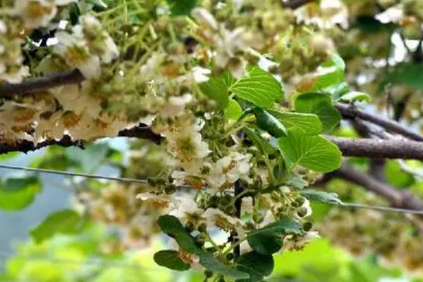 猕猴桃花果期的管理技术，做好疏蕾、疏花和疏果工作