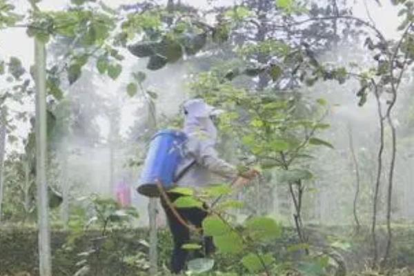 猕猴桃花果期的管理技术，做好疏蕾、疏花和疏果工作