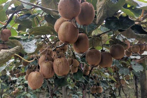 猕猴桃花果期的管理技术，做好疏蕾、疏花和疏果工作