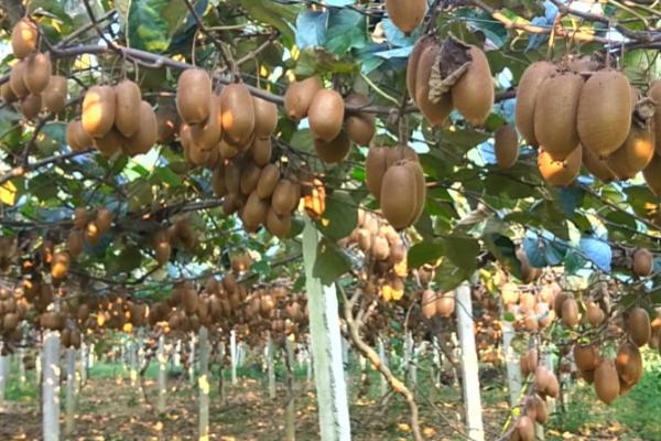 猕猴桃花果期的管理技术，做好疏蕾、疏花和疏果工作