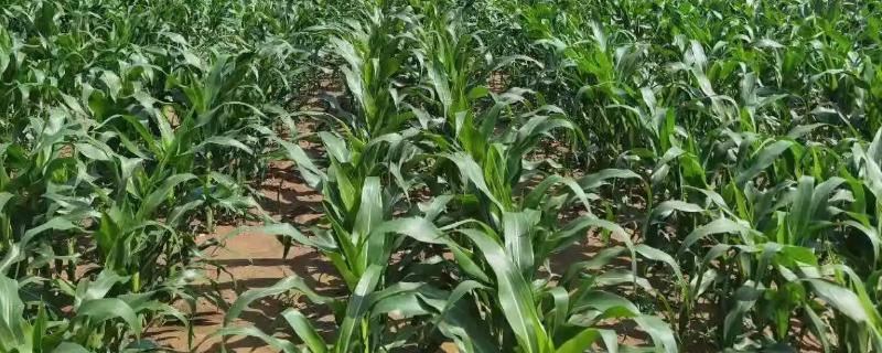 桂单0822玉米品种的特性