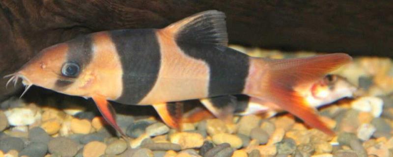 三间鼠鱼的喂食方法