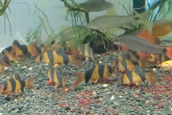 三间鼠鱼的喂食方法，将食物放在鱼缸的底部