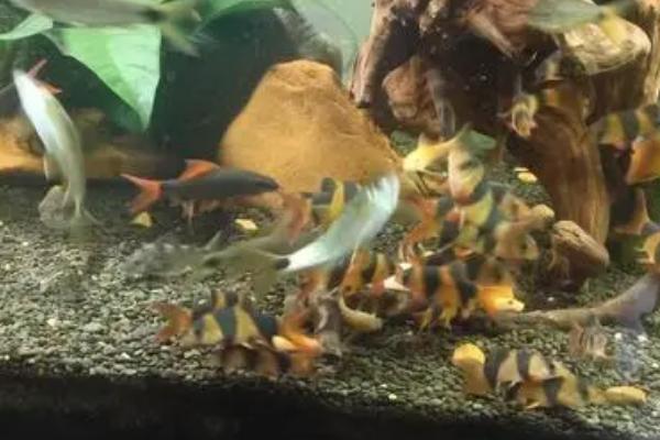 三间鼠鱼的喂食方法，将食物放在鱼缸的底部