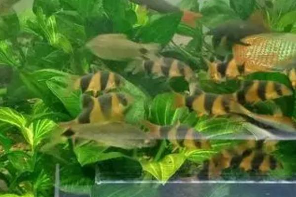 三间鼠鱼的喂食方法，将食物放在鱼缸的底部