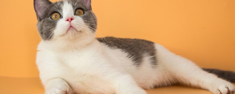 猫咪尿液为什么是红色的