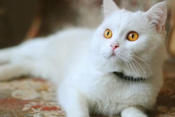 猫咪尿液为什么是红色的，一般是由泌尿道疾病、肾脏疾病等引起的