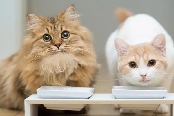 猫咪尿液为什么是红色的，一般是由泌尿道疾病、肾脏疾病等引起的