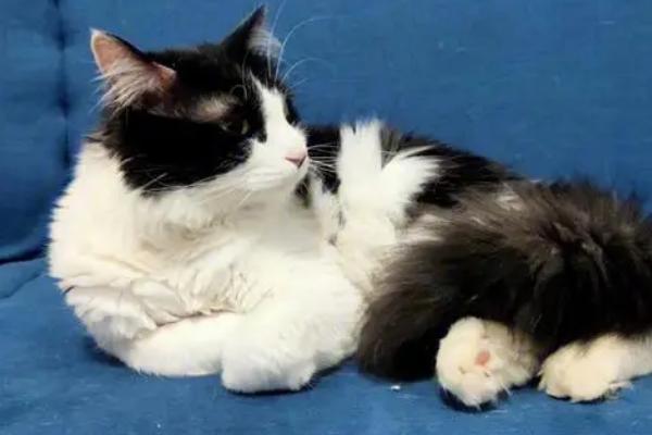 猫咪尿液为什么是红色的，一般是由泌尿道疾病、肾脏疾病等引起的