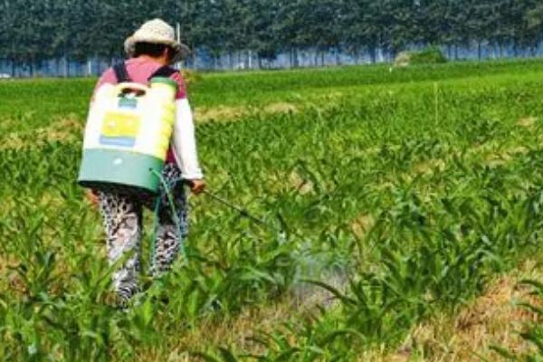 玉米药害的补救措施，可及时中耕