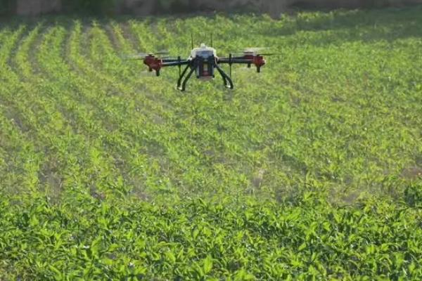 玉米药害的补救措施，可及时中耕