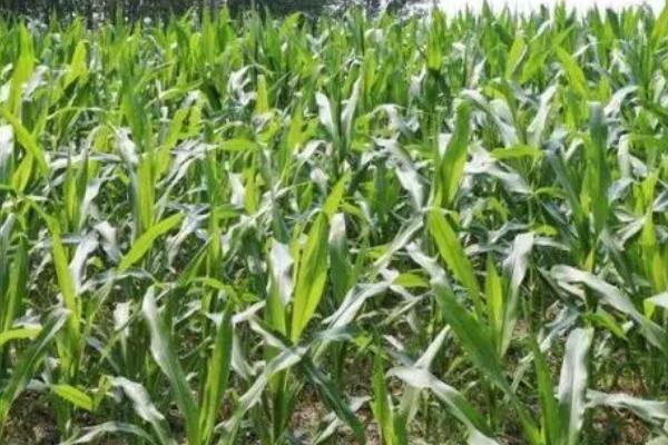 玉米药害的补救措施，可及时中耕