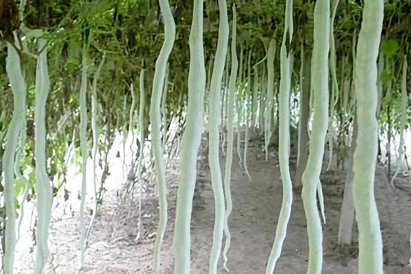 如何种植蛇豆，可露地直播，亦可育苗移栽