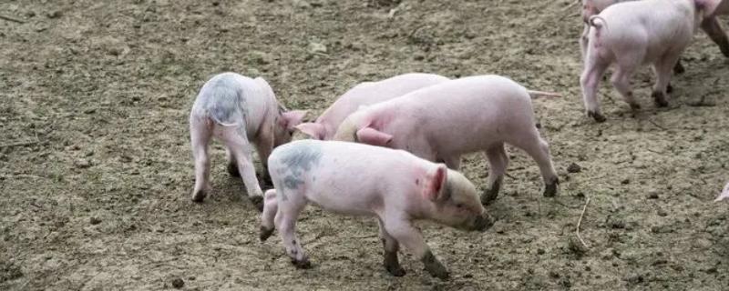 小猪从出生到配种需要几个月