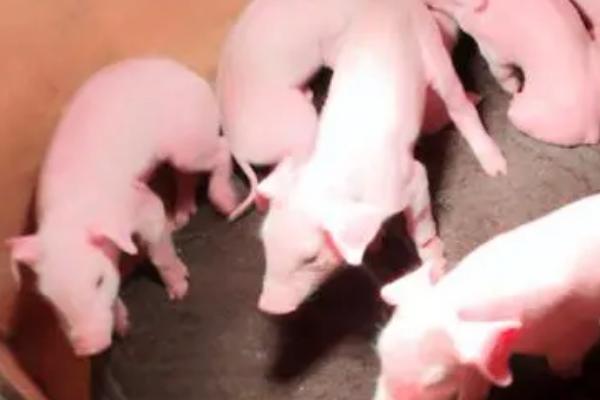 小猪从出生到配种需要几个月，通常需要8个月左右