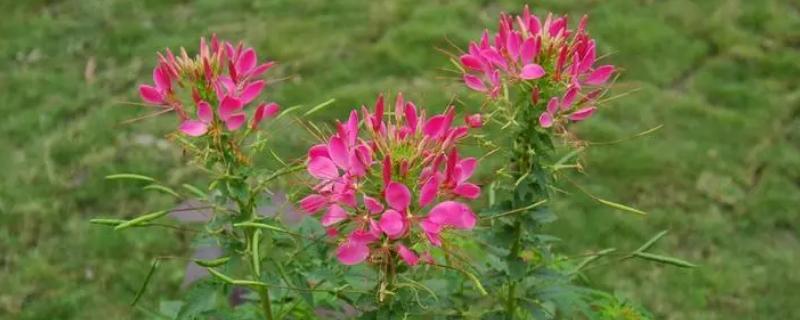 醉蝶花什么时候播种