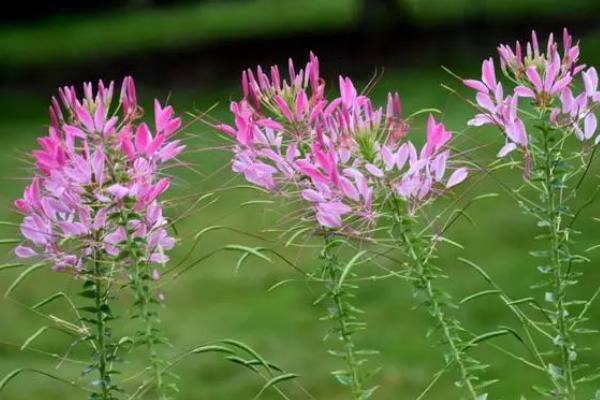 醉蝶花什么时候播种，于3-4月春播或撒播