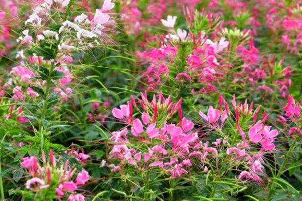 醉蝶花什么时候播种，于3-4月春播或撒播