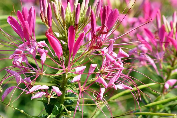 醉蝶花什么时候播种，于3-4月春播或撒播