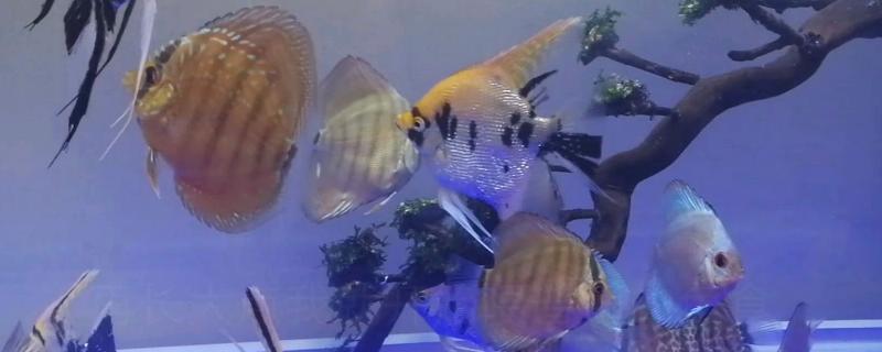 七彩老头鱼能恢复吗