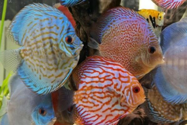 七彩老头鱼能恢复吗，让它完全恢复基本不可能