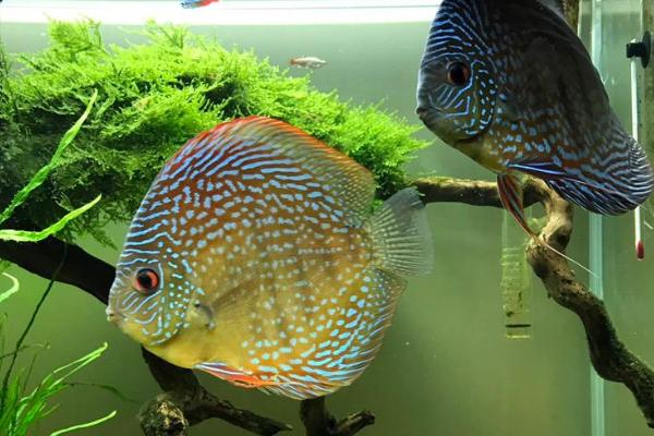 七彩老头鱼能恢复吗，让它完全恢复基本不可能