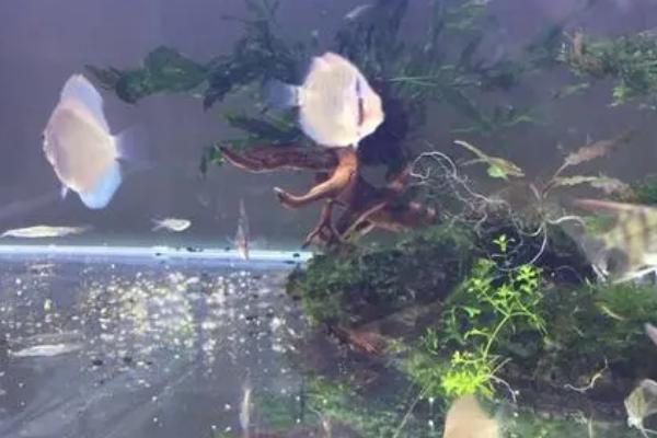 七彩老头鱼能恢复吗，让它完全恢复基本不可能