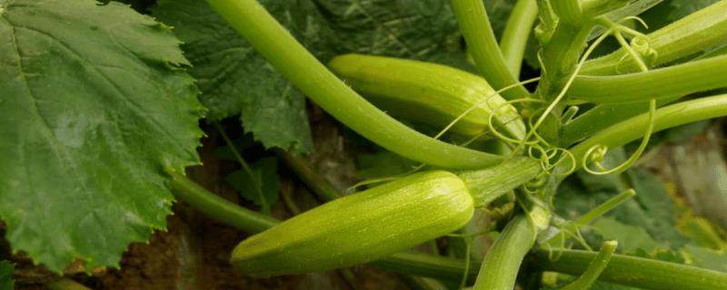 西葫芦为什么会结出尖嘴瓜