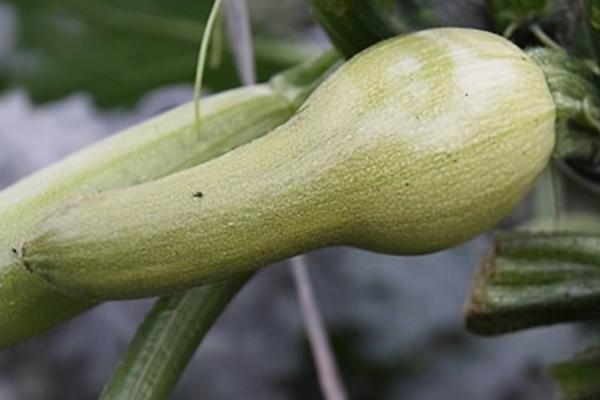 西葫芦为什么会结出尖嘴瓜，可能是养分不足、施肥过多等原因所导致